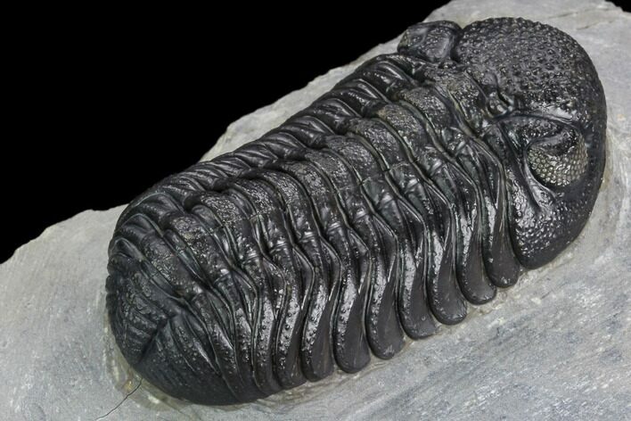 Detailed Morocops Trilobite - Excellent Quality #125275